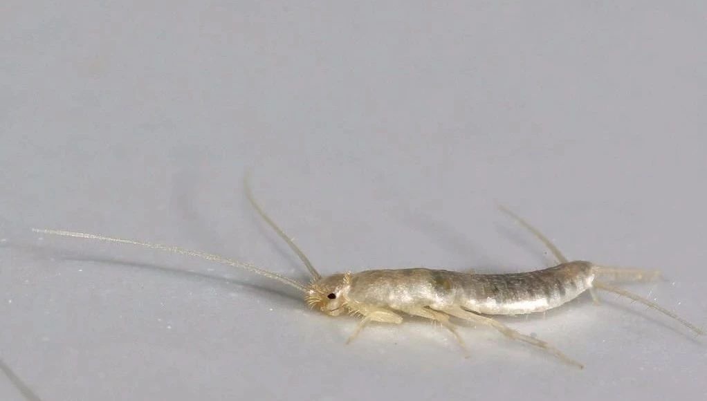 Khám phá sự thật về con mọt sách, chúng không chỉ ăn sách mà còn ăn tất cả các chất hữu cơ trong nhà bạn - Ảnh 2. Khám phá sự thật về con mọt sách, chúng không chỉ ăn sách mà còn ăn tất cả các chất hữu cơ trong nhà bạn - Ảnh 2.