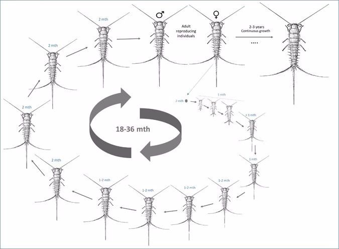 Mối là gì 10 cách diệt mối mọt đơn giản hiệu quả