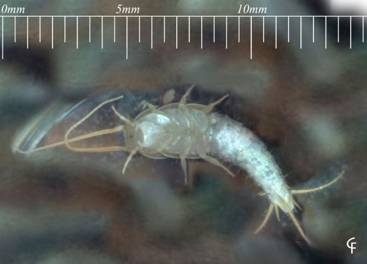 Khám phá sự thật về con mọt sách, chúng không chỉ ăn sách mà còn ăn tất cả các chất hữu cơ trong nhà bạn - Ảnh 4. Khám phá sự thật về con mọt sách, chúng không chỉ ăn sách mà còn ăn tất cả các chất hữu cơ trong nhà bạn - Ảnh 4.