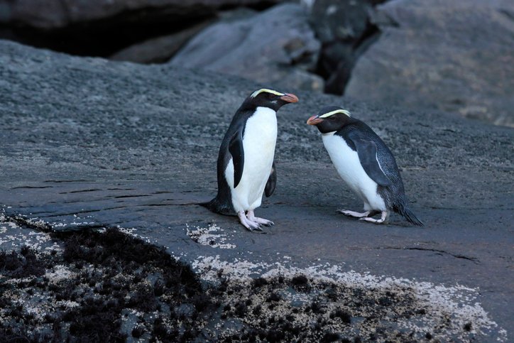 Chim cánh cụt cổ đại cao bằng người từng sống ở lục địa mất tích thứ 8 của Trái Đất - Ảnh 2.