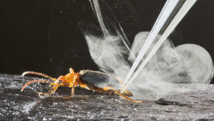 Carabidae: Loài bọ tí hon có thể thả ra những quả bom nhiệt lên tới gần 100 độ C - Ảnh 1.