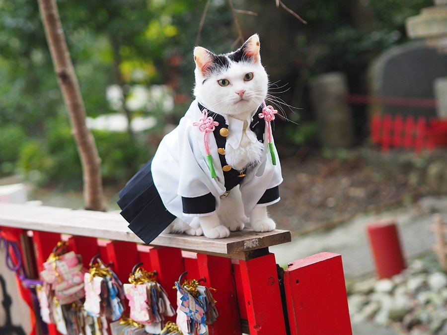 Chú mèo bỗng chốc trở thành "người nổi tiếng" vì được chủ nhân cosplay  thành của các nhân vật anime nổi tiếng