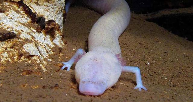 Strange blind salamander species, it takes 10 years to eat a meal, 12 years to mate, but can live for a century - Photo 5.