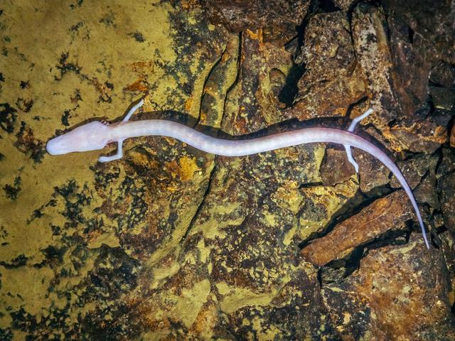 Strange blind salamander species, it takes 10 years to eat a meal, 12 years to mate but can live a whole century - Photo 1.