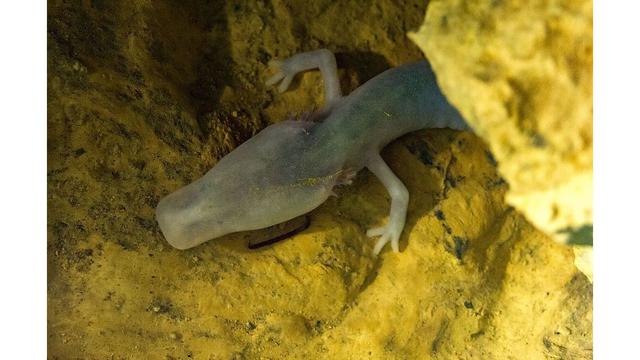 Strange blind salamander species, it takes 10 years to eat a meal, 12 years to mate, but can live for a century - Photo 3.