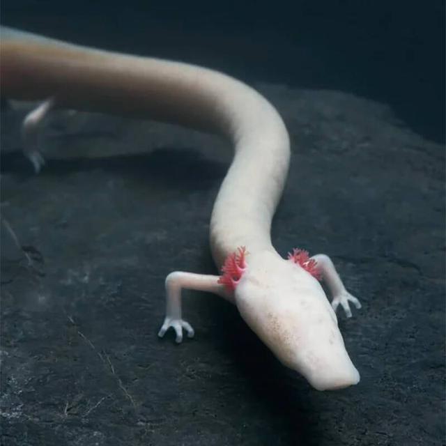 Strange blind salamander, it takes 10 years to eat a meal, 12 years to mate, but can live for a century - Photo 4.
