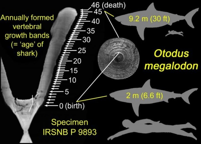 Quái vật Megalodon đạt kích cỡ khổng lồ bằng cách ăn thịt anh em ngay từ trong bụng mẹ - Ảnh 2. Quái vật Megalodon đạt kích cỡ khổng lồ bằng cách ăn thịt anh em ngay từ trong bụng mẹ - Ảnh 2.