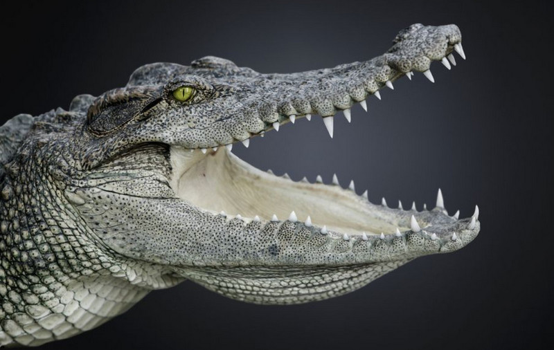 Loài cá sấu hiện đại vẫn có ngoại hình y hệt tổ tiên của chúng cách đây 200 triệu năm trước? - Ảnh 1.