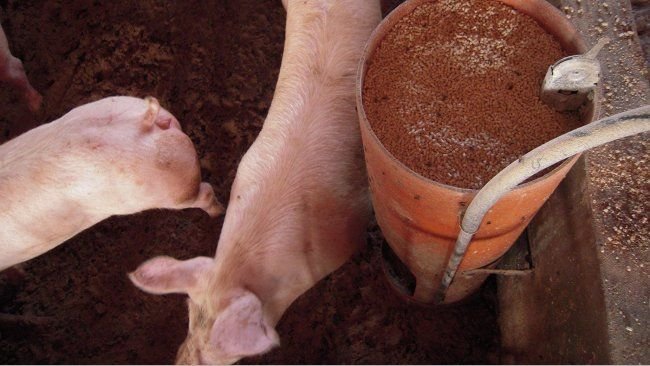 Chất tạo ngọt được bài tiết qua nước tiểu và làm ô nhiễm nguồn nước: Sẽ không còn vui khi nhận xét nước này ngọt thật - Ảnh 5. Chất tạo ngọt được bài tiết qua nước tiểu và làm ô nhiễm nguồn nước: Sẽ không còn vui khi nhận xét nước này ngọt thật - Ảnh 5.