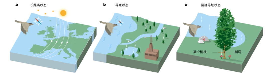 Khoa học cho rằng loài chim dựa vào trường địa từ để điều hướng, nhưng thực tế chúng sử dụng cơ học lượng tử? - Ảnh 1.
