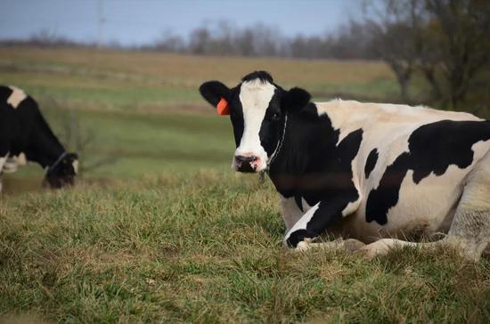 Trường đại học Mỹ nghiên cứu sử dụng phân bò để sưởi ấm: hệ thống có thể tạo ra 909 triệu lít khí tự nhiên tái tạo mỗi năm - Ảnh 3.