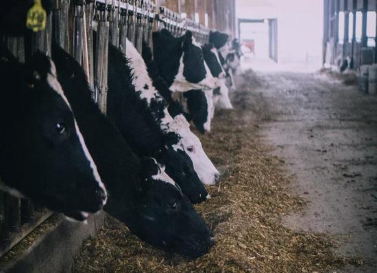 Trường đại học Mỹ nghiên cứu sử dụng phân bò để sưởi ấm: hệ thống có thể tạo ra 909 triệu lít khí tự nhiên tái tạo mỗi năm - Ảnh 2.