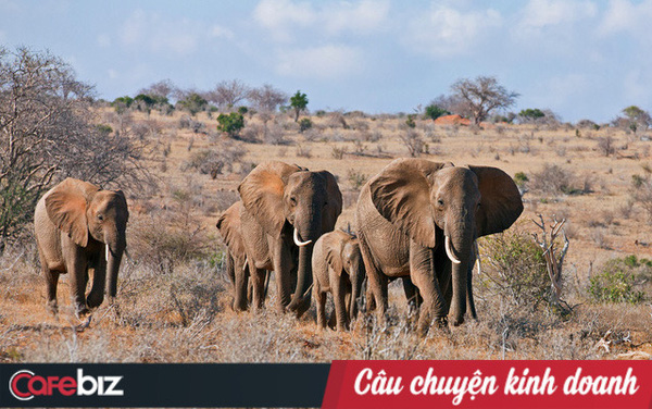  13 năm, có hơn 9.500 con tê giác, 35.000 con voi và 100.000 tê tê bị giết, USAID kêu gọi: Ngưng tạo nghiệp! Tích thiện chung tay hồi sinh sự sống cho voi, tê tê - Ảnh 1.