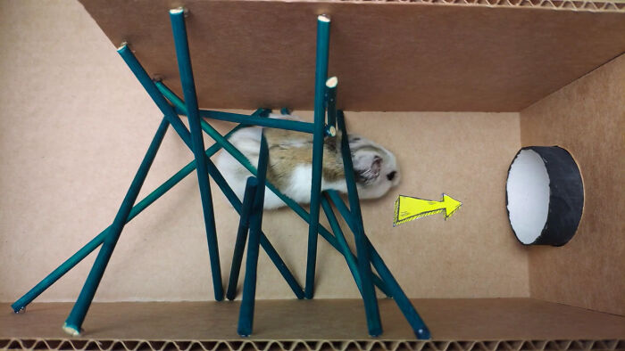 Cưng xỉu với màn giải mã mê cung của chú chuột hamster, vừa đáng yêu vừa gay cấn như series Vượt ngục - Ảnh 3.