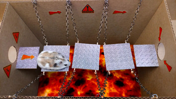 Cưng xỉu với màn giải mã mê cung của chú chuột hamster, vừa đáng yêu vừa gay cấn như series Vượt ngục - Ảnh 6.