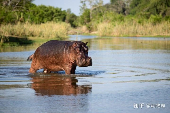 Vì sao loài hà mã lại thích sống dưới nước? - Ảnh 2.