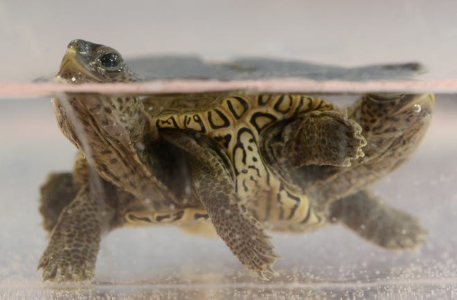 Một con rùa hai đầu quý hiếm vừa được tìm thấy ở Mỹ - Ảnh 4.