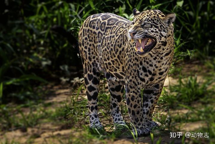 B&aacute;o đốm, lo&agrave;i b&aacute;o to lớn nhất v&agrave; hổ Sumatra, lo&agrave;i hổ nhỏ b&eacute; nhất, lo&agrave;i n&agrave;o mạnh hơn? - Ảnh 5.