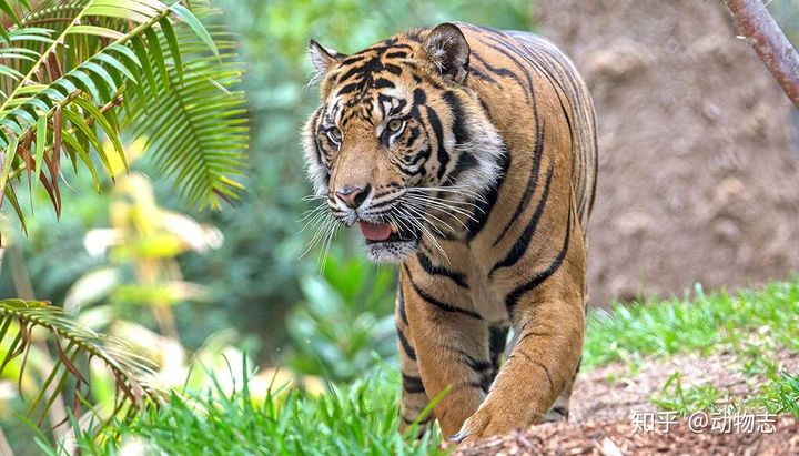 Tả con hổ trong vườn thú 7 mẫu  Tập làm văn lớp 4