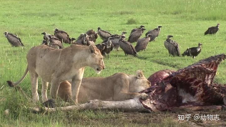 Tại sao sư tử sống th&agrave;nh đ&agrave;n c&ograve;n hổ sống đơn lẻ? - Ảnh 5.