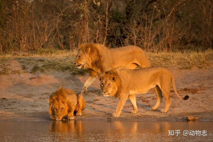 V&igrave; sao h&agrave; m&atilde; lu&ocirc;n bắt nạt c&aacute; sấu, nhưng khi gặp sư tử, ch&uacute;ng lại trở th&agrave;nh anh h&ugrave;ng rơm? - Ảnh 4.