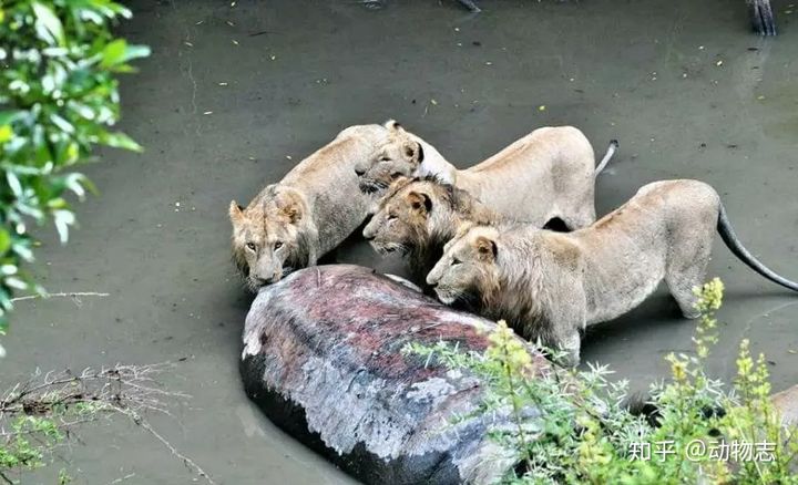 V&igrave; sao h&agrave; m&atilde; lu&ocirc;n bắt nạt c&aacute; sấu, nhưng khi gặp sư tử, ch&uacute;ng lại trở th&agrave;nh anh h&ugrave;ng rơm? - Ảnh 7.