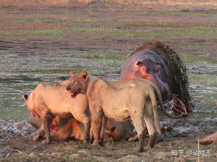 V&igrave; sao h&agrave; m&atilde; lu&ocirc;n bắt nạt c&aacute; sấu, nhưng khi gặp sư tử, ch&uacute;ng lại trở th&agrave;nh anh h&ugrave;ng rơm? - Ảnh 8.