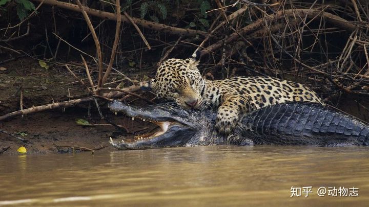 So s&aacute;nh h&agrave;nh vi săn mồi của sư tử, hổ v&agrave; b&aacute;o đốm cho thấy sự kh&aacute;c biệt về giải phẫu của ba lo&agrave;i m&egrave;o lớn! - Ảnh 8.