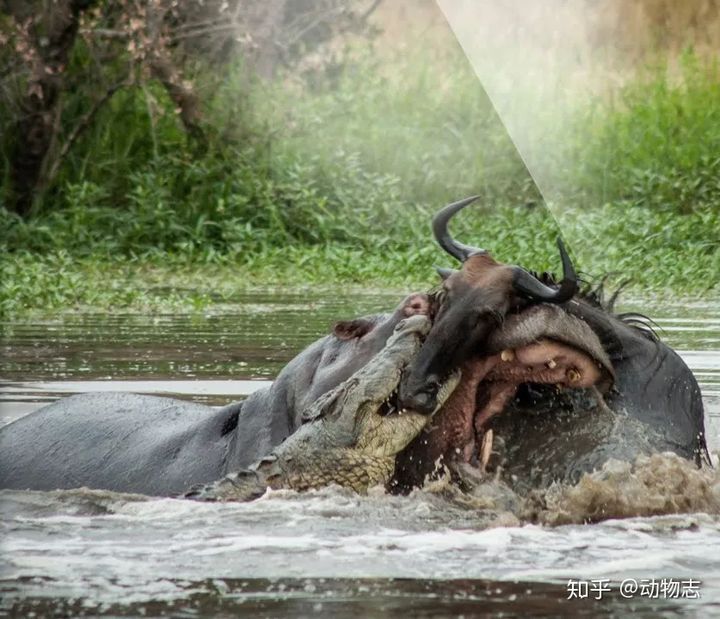 V&igrave; sao h&agrave; m&atilde; lu&ocirc;n bắt nạt c&aacute; sấu, nhưng khi gặp sư tử, ch&uacute;ng lại trở th&agrave;nh anh h&ugrave;ng rơm? - Ảnh 6.