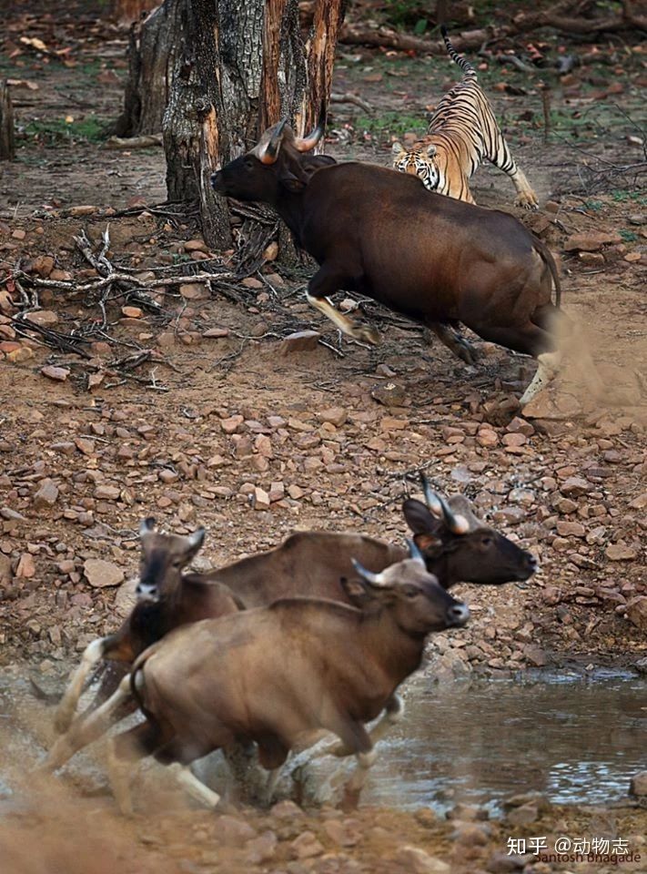 So s&aacute;nh h&agrave;nh vi săn mồi của sư tử, hổ v&agrave; b&aacute;o đốm cho thấy sự kh&aacute;c biệt về giải phẫu của ba lo&agrave;i m&egrave;o lớn! - Ảnh 7.