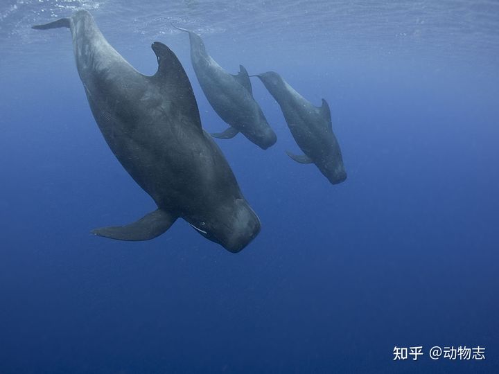 Bộ đồ chơi mô hình sinh vật cua biển cá mập megalodon voi xanh