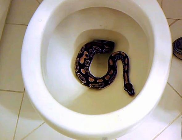 This is why men should flush the toilet before sitting down - Photo 3.