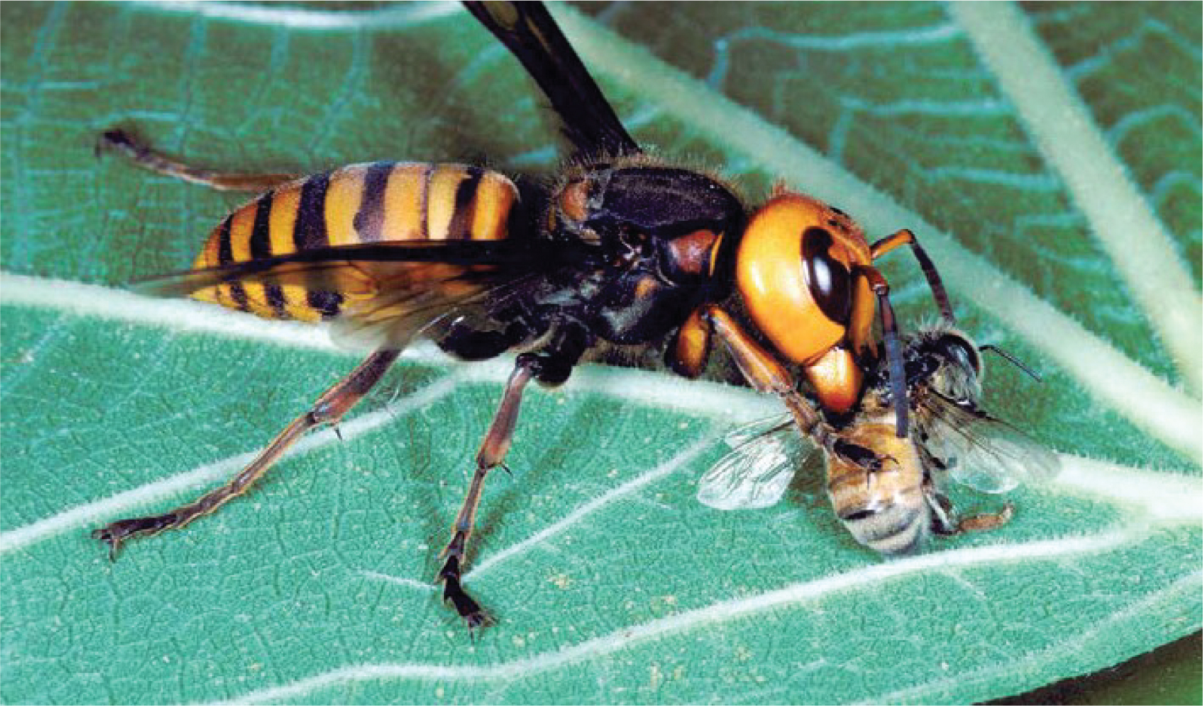 American honey bees fell when they were invaded by Asian wasps, their scientists went to Ba Vi just to see how Vietnamese honey bees defended their nests - Photo 2.