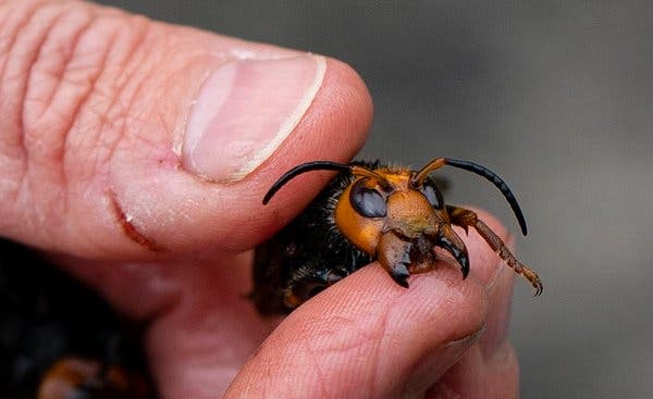 American honey bees fell when they were invaded by Asian wasps, their scientists went to Ba Vi just to see how Vietnamese honey bees defended their nests - Photo 3.