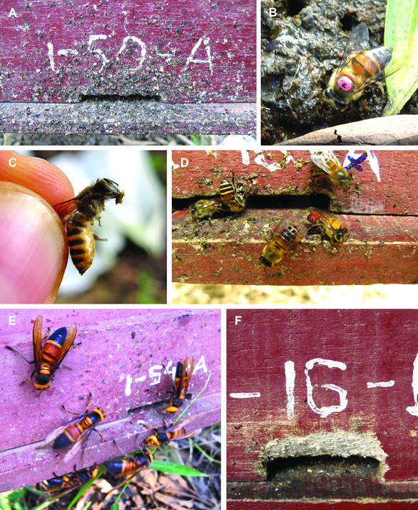 American honey bees fell when they were invaded by Asian wasps, their scientists went to Ba Vi just to see how Vietnamese honey bees defended their nests - Photo 8.