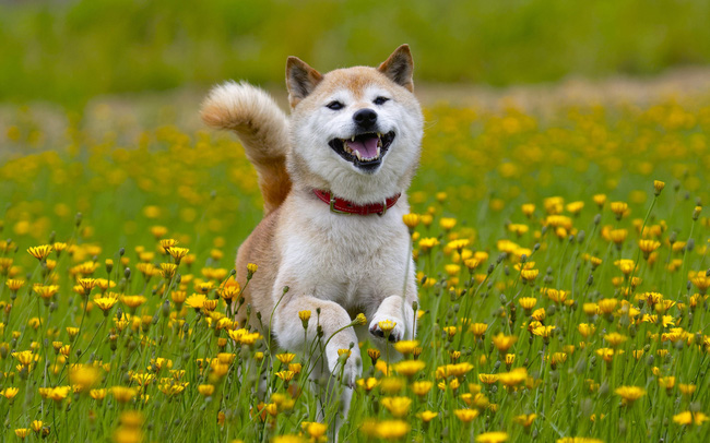 Virtual and real fever: Dog coin increased by nearly 800% in 1 month, family members rushed to adopt Shiba Inu dog - Photo 1.