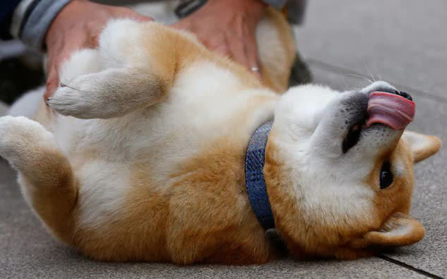 Cơn sốt kỳ lạ ảo mà thật: Coin chó tăng gần 800% trong 1 tháng, người người nhà nhà đổ xô tìm nuôi cún Shiba Inu - Ảnh 2.