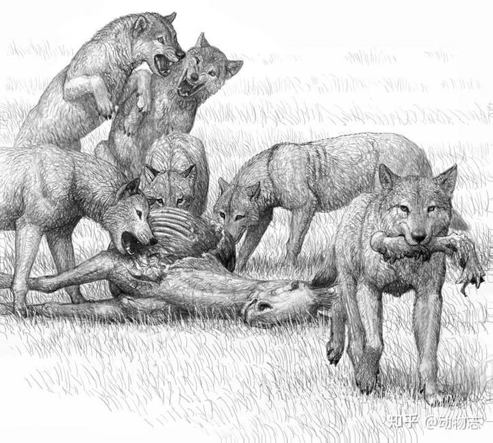 The war between dogs and cats dates back 17 million years: The feline family invaded North America, leading to the extinction of the canine family! - Photo 9. The war between dogs and cats dates back 17 million years: The feline family invaded North America, leading to the extinction of the canine family! - Photo 9.
