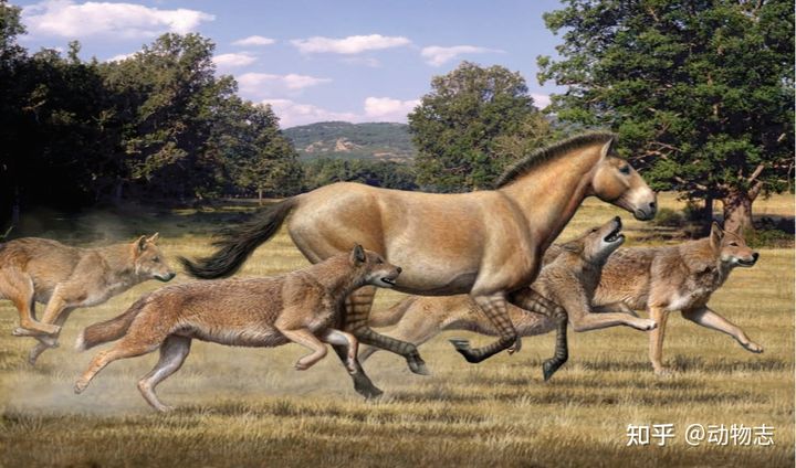 The war between dogs and cats dates back 17 million years: The feline family invaded North America, leading to the extinction of the canine family! - Photo 6. The war between dogs and cats dates back 17 million years: The feline family invaded North America, leading to the extinction of the canine family! - Photo 6.