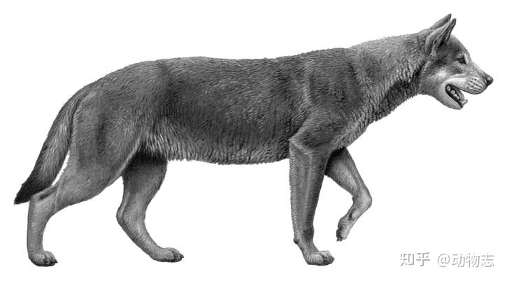 The war between dogs and cats dates back 17 million years: The feline family invaded North America, leading to the extinction of the canine family! - Photo 8. The war between dogs and cats dates back 17 million years: The feline family invaded North America, leading to the extinction of the canine family! - Photo 8.