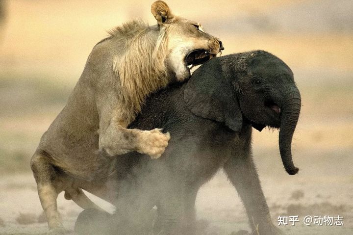 Thực tế đ&atilde; chứng minh, sư tử v&agrave; linh cẩu đốm ho&agrave;n to&agrave;n c&oacute; thể biến voi th&agrave;nh con mồi, đặc biệt l&agrave; v&agrave;o m&ugrave;a kh&ocirc; - Ảnh 4.