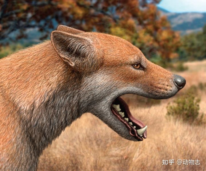 The war between dogs and cats dates back 17 million years: The feline family invaded North America, leading to the extinction of the canine family! - Photo 3. The war between dogs and cats dates back 17 million years: The feline family invaded North America, leading to the extinction of the canine family! - Photo 3.
