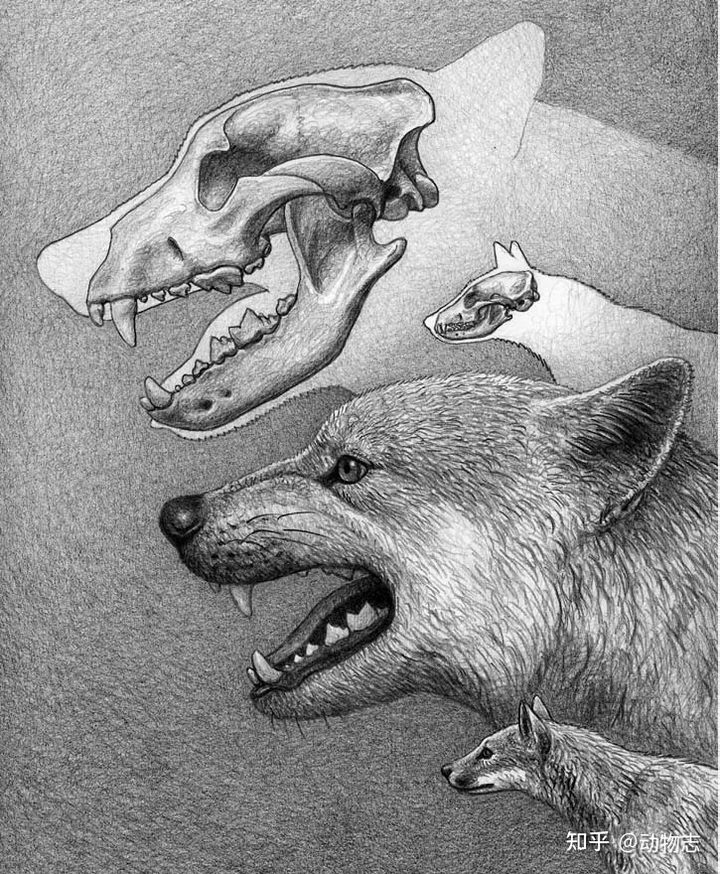 The war between dogs and cats dates back 17 million years: The feline family invaded North America, leading to the extinction of the canine family! - Photo 5. The war between dogs and cats dates back 17 million years: The feline family invaded North America, leading to the extinction of the canine family! - Photo 5.