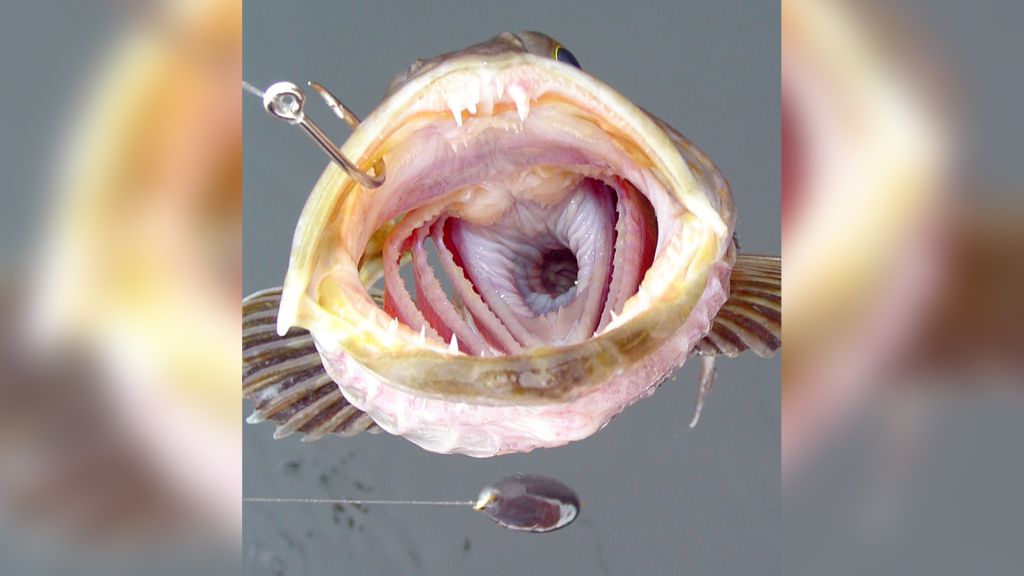 The fish has up to 555 teeth, every day they fall and then grow 20 new ones - Photo 2.