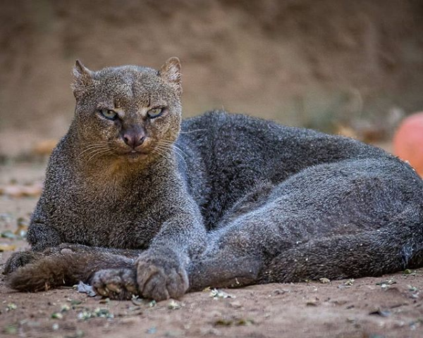 Top 10 rare cat species in the world - Photo 7.