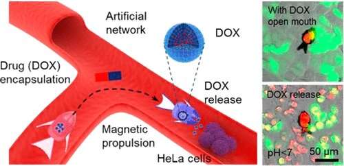 These fish can swim in your blood vessels and help cure cancer - Photo 2.