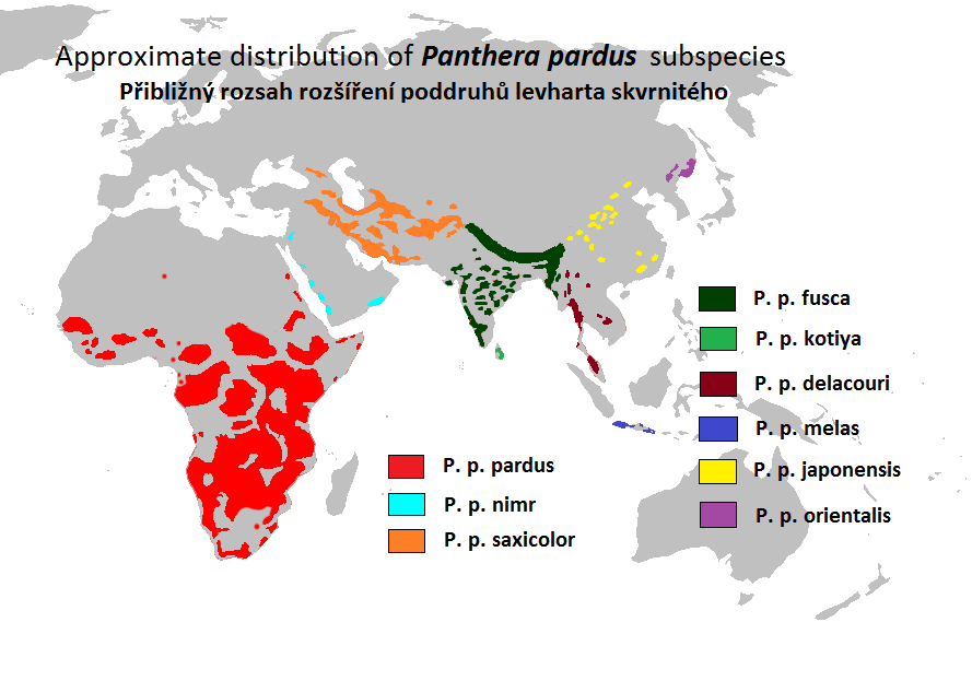 New study: African leopards and Asian leopards may be different species - Photo 1.