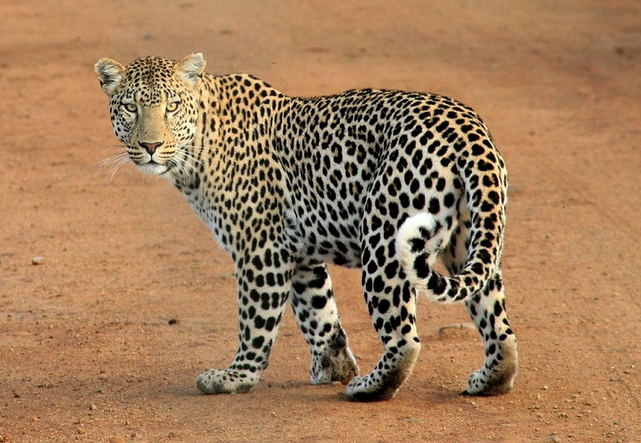 New research: African leopards and Asian leopards may be different species - Photo 2.