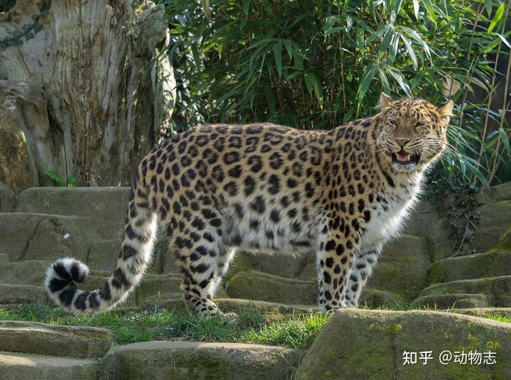 New study: African leopards and Asian leopards may be different species - Photo 3.