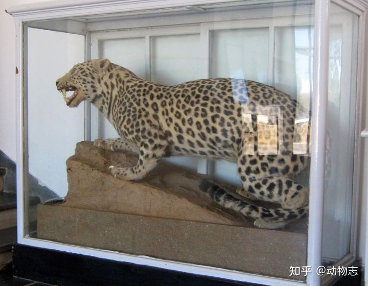 New study: African leopards and Asian leopards may be different species - Photo 4.